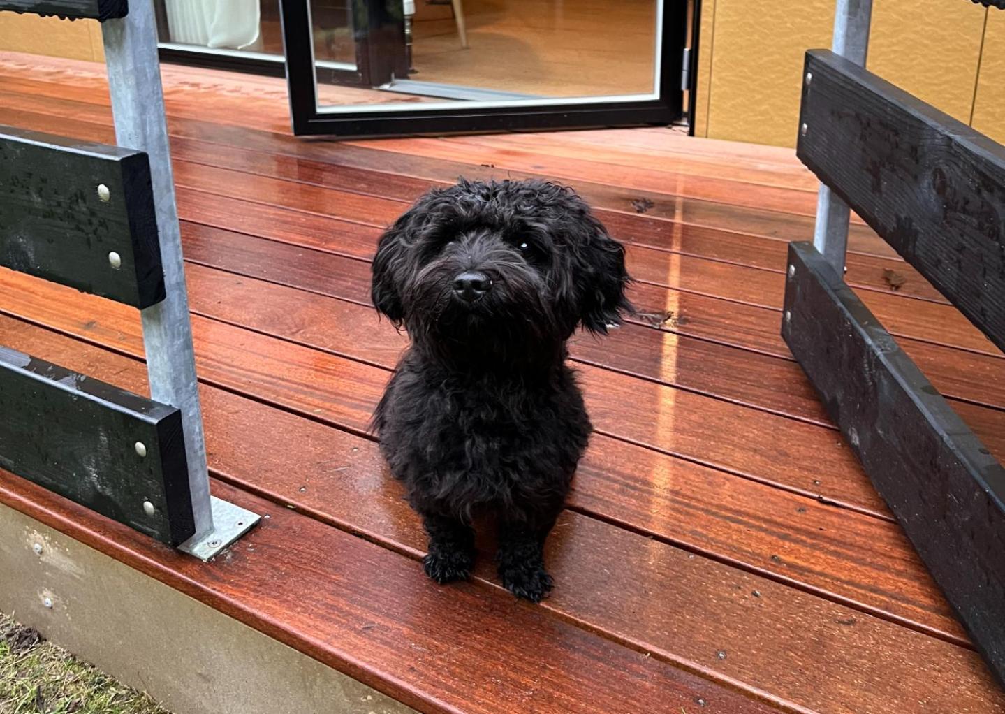Standard Double Pet Friendly,1651169796:JPEG